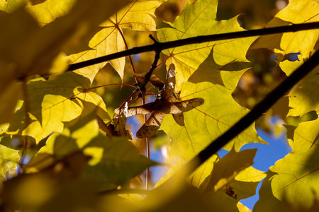 autumn foliage on maple branches in sunny weather, autumn nature, maple seeds on a tree