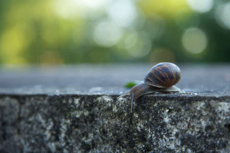 snailの写真素材