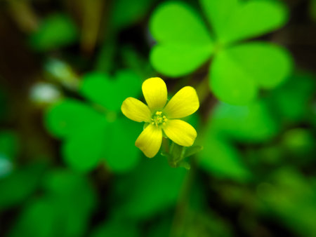 clover flowers and leaves