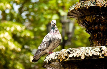 pigeon sitting on a stone fountain