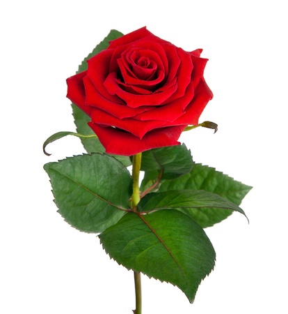 Single beautiful red rose isolated on  white background の写真素材