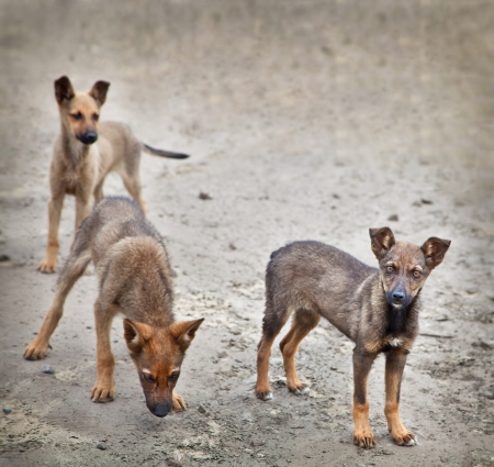 Homeless stray small dog outdoors  Cute three puppy の写真素材