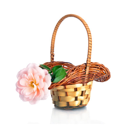beautiful  pink rose in basket, isolated on whiteの写真素材