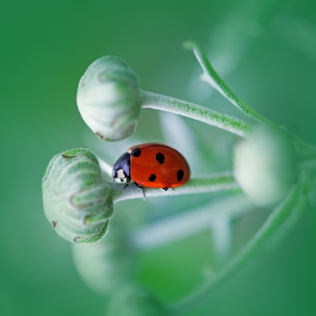 Ladybug running along on blade of green grass  Beautiful natureの写真素材