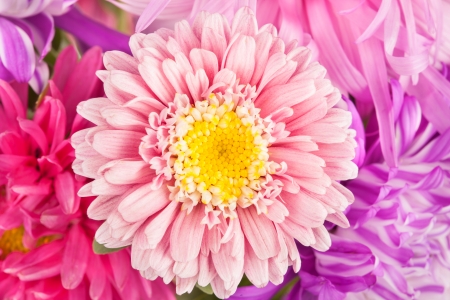 Autumn aster flowers bouquet backgroundの写真素材