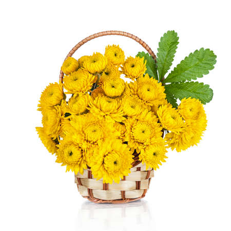 Chrysanthemum Flowers in basket isolated on white backgroundの写真素材