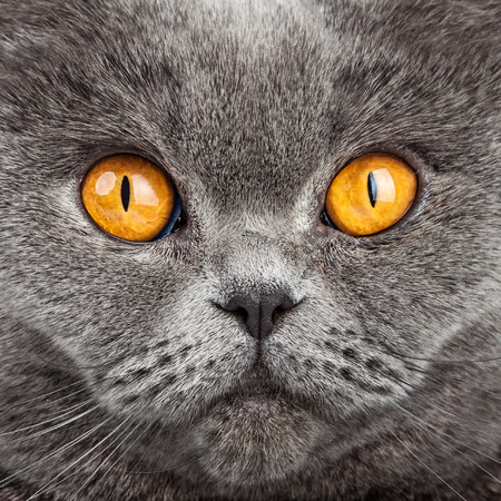 British Shorthair Cat Portrait. Beautiful kittyの写真素材