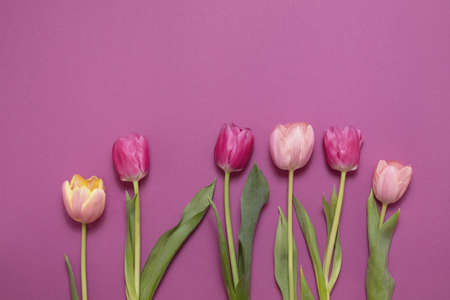 Greeting card with colorful spring tulips flower. Holiday bouquet. Concept of Mother's Day, Birthday or Valentine's Day celebrations. Top View, Flat layの写真素材
