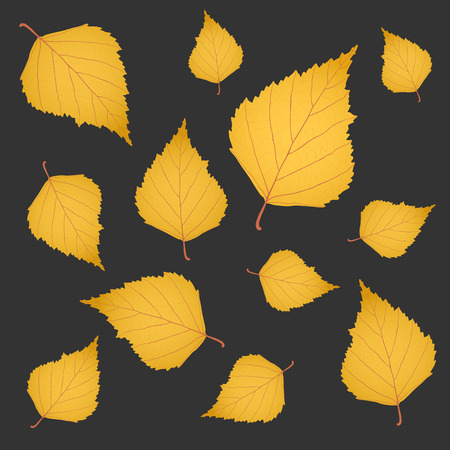 Autumn background of yellow gold birch leaves on greyのイラスト素材