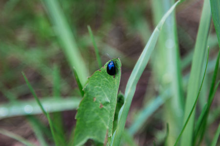 A small bug on a green blade of grass