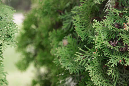 green background. background of Christmas tree branches.