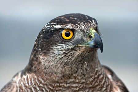 Close-up of hawkの写真素材