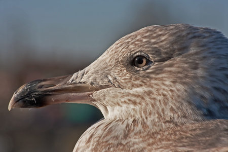 Close-up of young herring gull