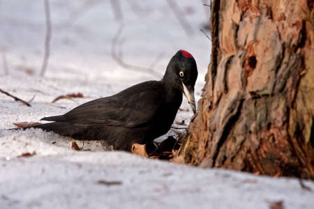 Black Woodpecker sitting on the snow (Dryocopus martius, female)の写真素材