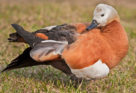 Ruddy Shelduck cleans feathersの写真素材