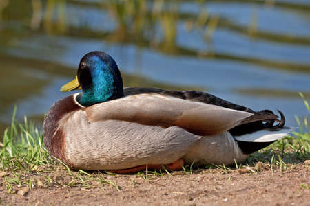 Mallard on the coastの写真素材