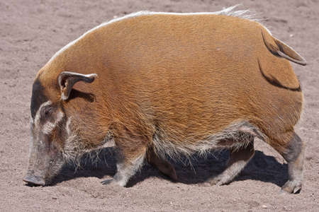 Red river hog (Potamochoerus porcus). Bioparc, Valencia, Spainの写真素材