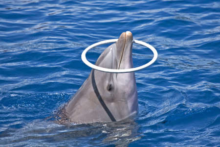 Dolphin plays with ringの写真素材