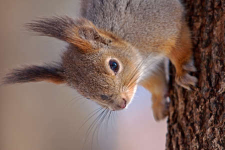 Close-up of squirrel の写真素材