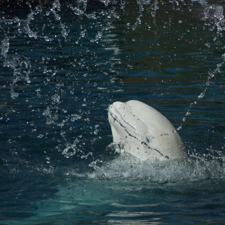 White whale in a spray of water (Beluga whale  Delphinapterus leucas)の写真素材