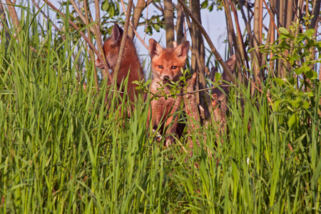 Young foxes sitting in the grass  Red fox  Vulpes vulpes  50 days old の写真素材