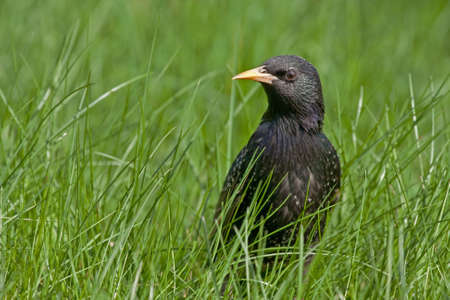 European Starling  male  on the grassの写真素材