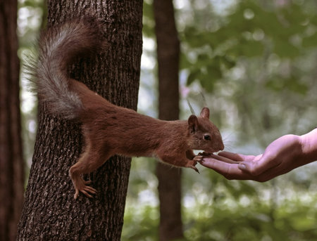 Feeding of the squirrel