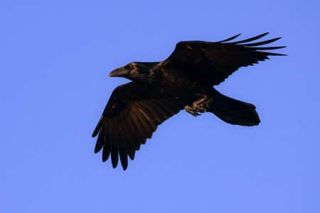 Common raven Corvus corax flying on the blue skyの写真素材