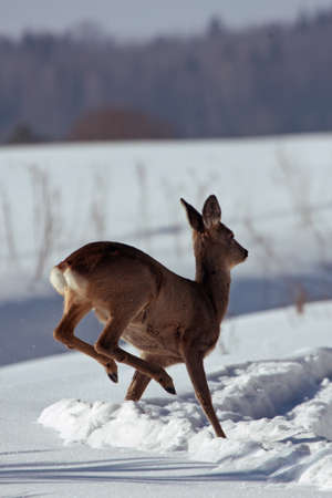 Jumping Roe deer on the snow Capreolus capreolusの写真素材