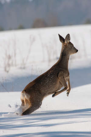 Jumping Roe deer on the snow Capreolus capreolusの写真素材
