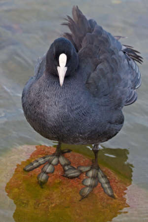 Close-up of Eurasian coot Fulica atraの写真素材