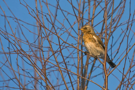 Fieldfare Turdus pilaris sitting of the treeの写真素材