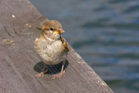 Young Eurasian Tree Sparrow Passer montanusの写真素材