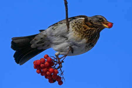 Fieldfare Turdus pilaris on the rowanの写真素材