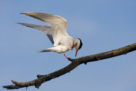 Common tern Sterna hirundo