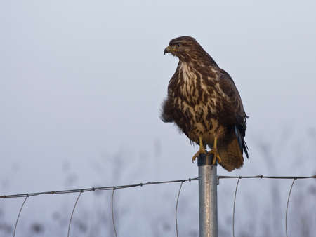 Sitting ommon buzzard Buteo buteoの写真素材