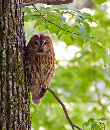 Owl on the tree. Tawny owl or brown owl Strix aluco.の写真素材