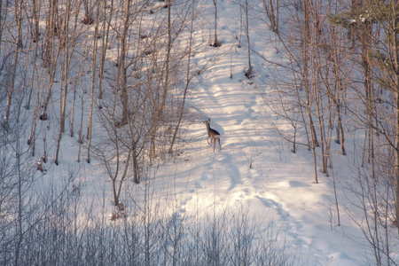 Winter landscape with roe deer Capreolus capreolus