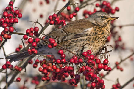Fieldfare Turdus pilaris sitting of the hawthornの写真素材