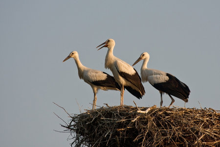 Three young storks in the nest. White stork Ciconia ciconia.