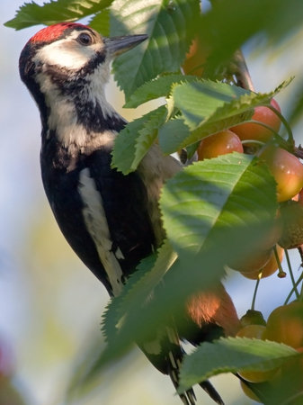 Great Spotted Woodpecker Dendrocopos major, male sitting on the cherries