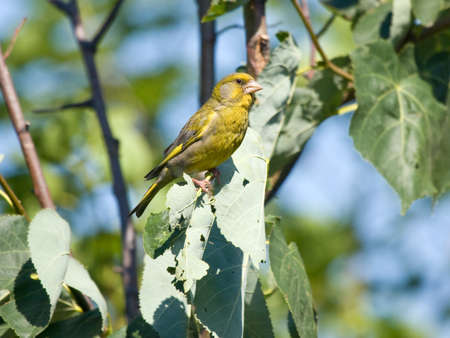 European Greenfinch Carduelis chlorisの写真素材
