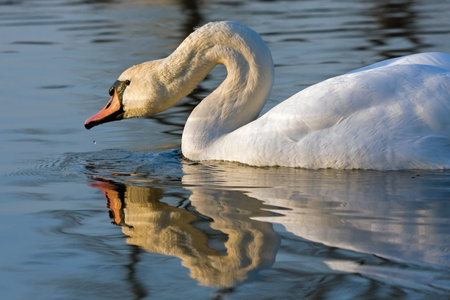 Close-up of Mute Swan (Cygnus olor)の写真素材