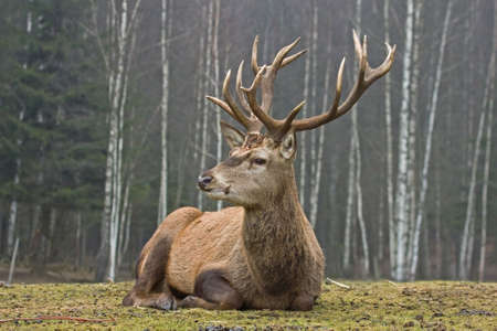 Red deer (Cervus elaphus), maleの写真素材