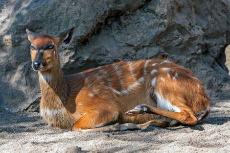 Spotted deer or Axis deer (Cervus axis), femaleの写真素材