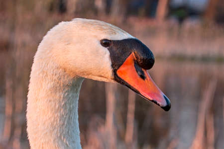 Portrait of Mute Swan (Cygnus olor)の写真素材