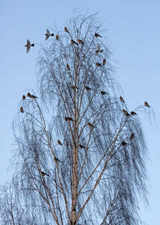 Many birds on the tree. Fieldfare (Turdus pilaris).の写真素材