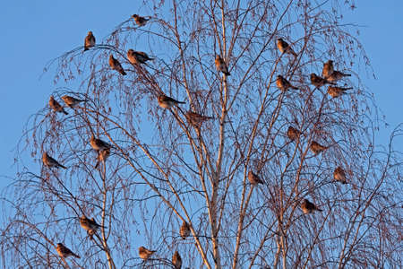 Many birds on the tree. Bohemian Waxwing (Bombycilla garrulus) and Fieldfare (Turdus pilaris).の写真素材