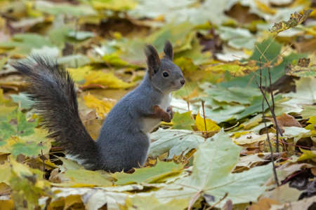 Squirrel sitting on the foliage of maple. Eurasian red squirrel (Sciurus vulgaris).の写真素材