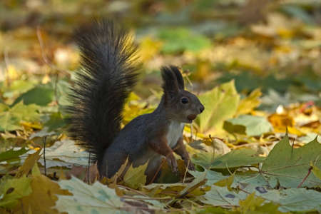 Squirrel sitting on the foliage of maple. Eurasian red squirrel (Sciurus vulgaris).の写真素材